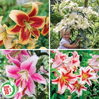 Giant Hybrid Lily Collection Thumbnail